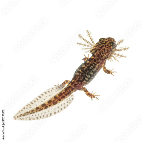 a small speckled larval newt showing translucent skin, external gills, and budding limbs, posed in a high-key shadowless macro studio shot against white, concept of amphibian development stages