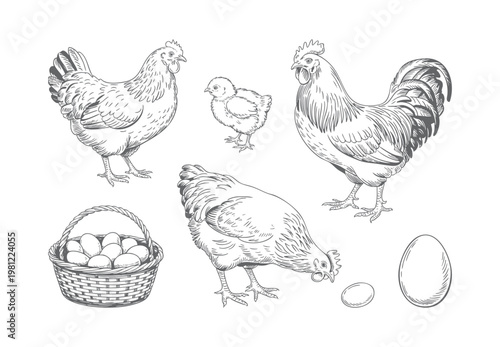 Antique farm chicken collection rooster hen chick and eggs basket engraving line art isolated