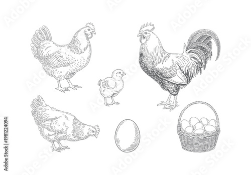 Antique farm chicken collection rooster hen chick and eggs basket engraving line art isolated