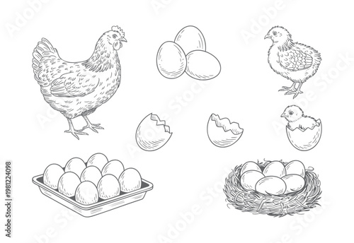 Vintage chicken and eggs illustration set hand drawn engraving style.