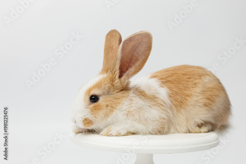 funny rabbit on a white background