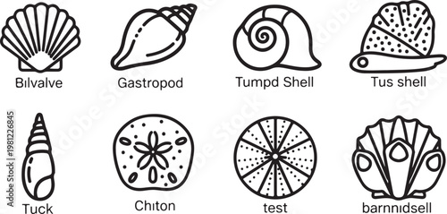 Different types of mollusk shells and their unique structures Vector