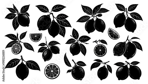 Silhouetted lemons with leaves, various orientations, fill the frame