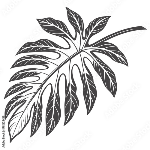 A striking black and white illustration showcases a single monstera deliciosa leaf emphasizing its iconic split lobes and natural form high quality