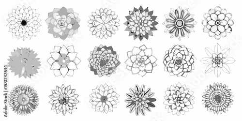 Collection of grayscale succulent illustrations arranged in a grid pattern