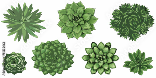 A collection of vibrant green echeveria succulents isolated on white