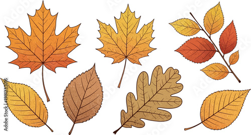 Colorful autumn leaves scattered in various shapes and sizes Vector