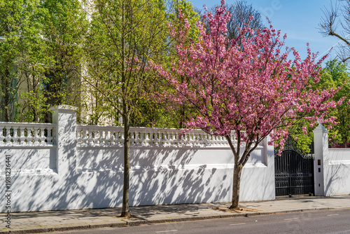 Ornamental cherry blossom trees line a street in Holland Park, London, UK