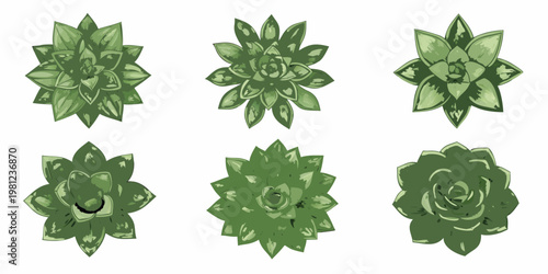 A collection of six vibrant green succulent plants arranged on a white background