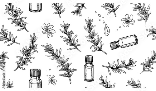 Rosemary Herbal Seamless Pattern Essential Oil Spa Vector Design