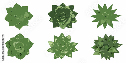 Six green succulent plants arranged in a grid pattern on a white background