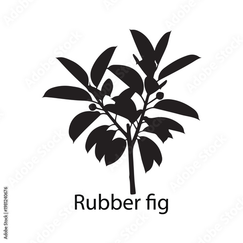 Rubber Fig Plant Silhouette