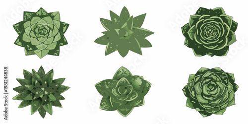 Six green succulent plants arranged in a grid pattern