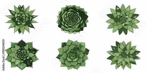 Six vibrant succulent plants arranged in a grid pattern on white