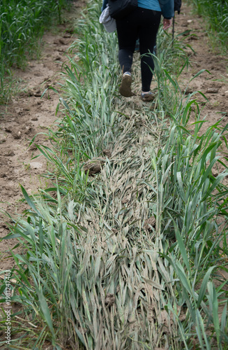 Person walking on a narrow, muddy path between rows of green plants in a rural field, exploring nature path. Person trekking outdoors in nature