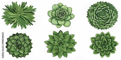 A collection of six vibrant green succulent plants arranged on a white background