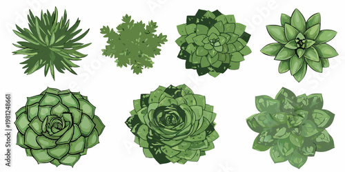 A collection of illustrated succulent plants in varying shapes and shades