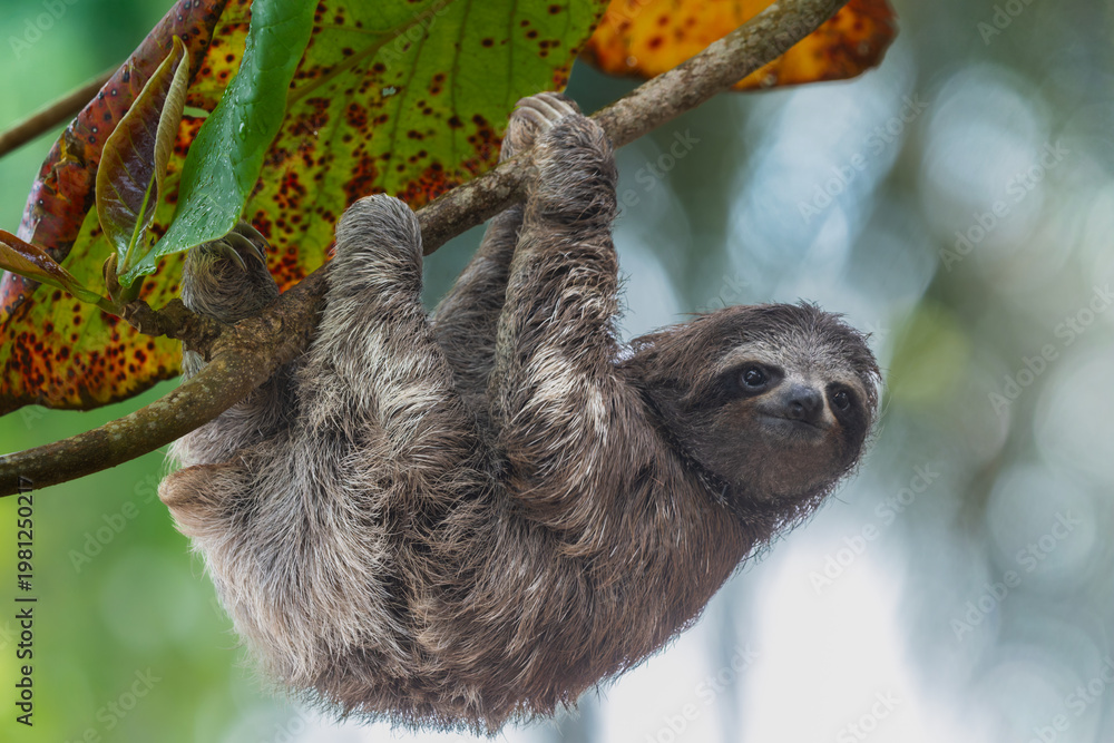 Fototapeta premium A three-toed sloth climbs a narrow branch in search of food.