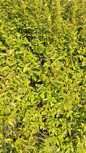 Full frame macro view of vibrant green bush leaves gently blowing in the wind on a sunny day. Fresh lush foliage moving. Natural organic eco background texture.