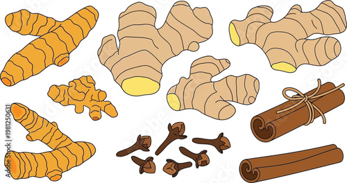 Illustrated depiction of ginger root in various forms and preparations Vector