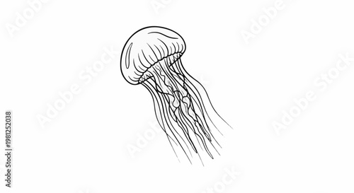 Black ink illustration of a jellyfish with flowing tentacles