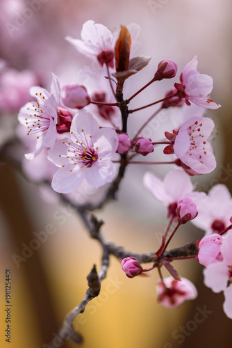 Pink cherry blossom flowers, spring garden, floral wallpaper or floral background for your design	