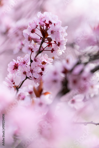 Pink cherry blossom flowers, spring garden, floral wallpaper or floral background for your design	