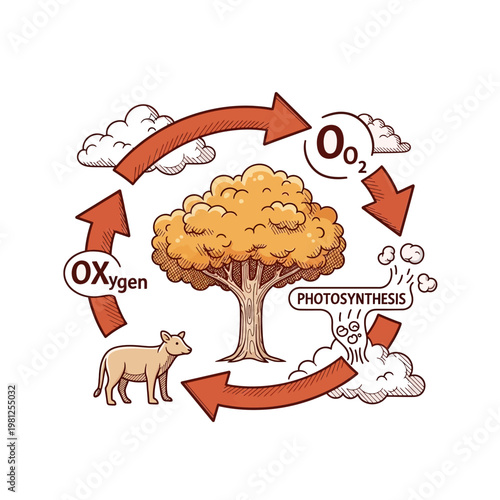 A cartoon illustration showing the oxygen cycle and photosynthesis process between a tree, an animal, and the atmosphere.