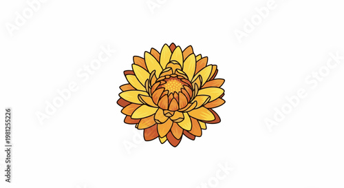 Close up of a bright yellow and orange layered flower with outlined petals