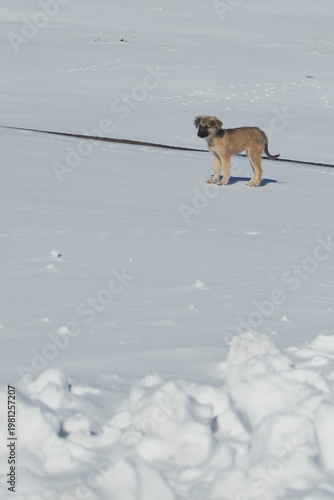 Small tan puppy alone on snow field in Morocco