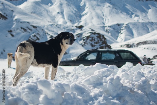 Black and white dog standing in snow in Morocco