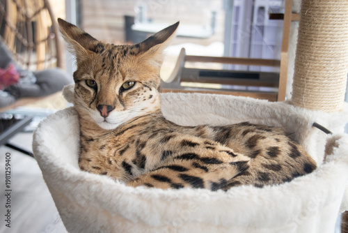 Savannah F1 HP hybrid cat resting on a cat tree