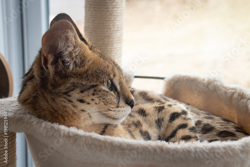 Savannah F1 HP hybrid cat resting on a cat tree
