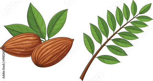 Almond Nuts with Green Leaves and Branch Botanical Vector Illustration Healthy Organic Food Ingredient Collection Isolated on White Background for Nutrition Design