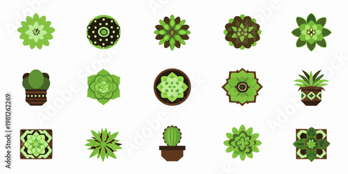 Collection of various green succulent plants in flat vector style