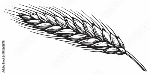 A detailed black and white illustration of a single wheat stalk