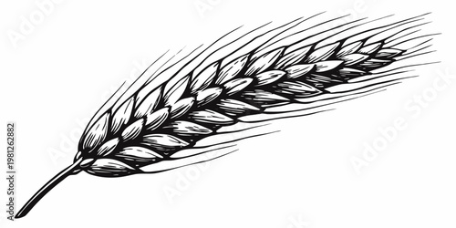 Detailed black and white illustration of a single wheat stalk