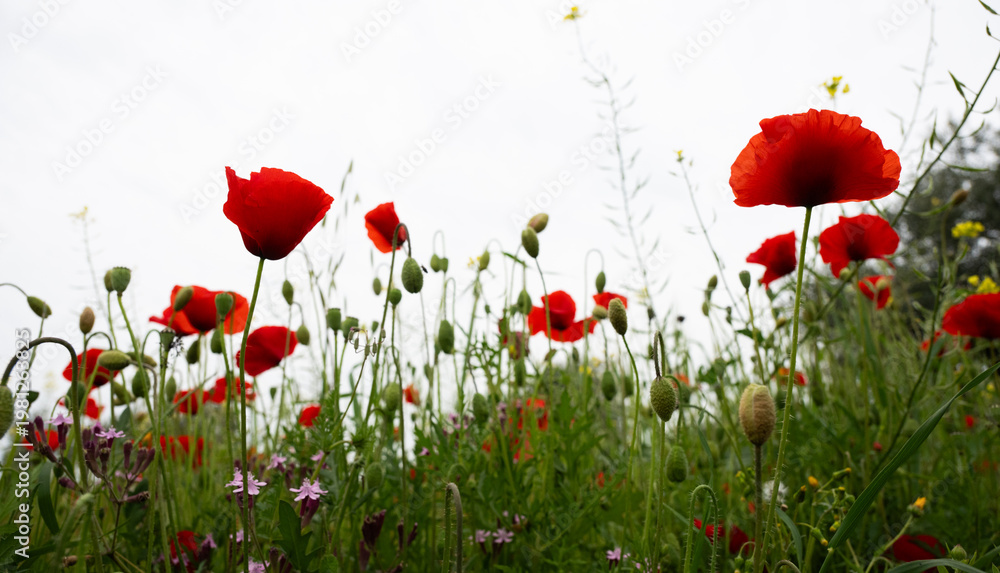 Fototapeta premium Wild poppies and buds growing among green grass and other wildflowers under a bright sky, symbolizing nature's beauty and growth