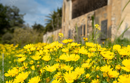 Bright yellow flowers covering a meadow, showing vibrant spring nature with an abandoned building in the background
