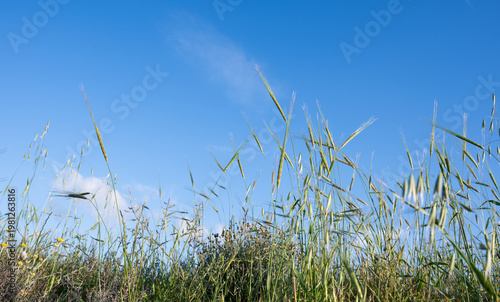 Green grass and wild plants filling the frame from below, creating a natural border against a clear blue sky. Nature landscape serene tranquil copy space