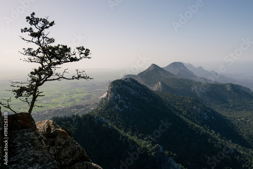 Pine tree growing from a rocky cliff, overlooking the rugged landscape and valley in the pentadaktylos kyrenia mountains, cyprus. Tree standing still edge of cliff. Mountain range