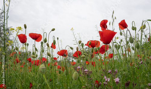 Wild poppies and buds growing among green grass and other wildflowers under a bright sky, symbolizing nature's beauty and growth