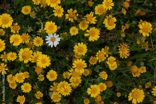 Wildflowers creating a colorful natural carpet, showcasing yellow and white daisies thriving among green foliage in a field. Nature background from above. Spring spingtime