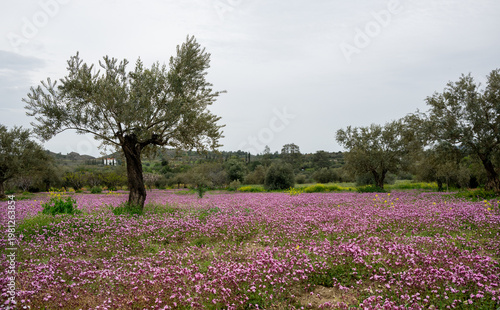 Olive trees standing in a vast meadow covered with a carpet of vibrant purple and yellow wildflowers under a cloudy sky. Spring landscape