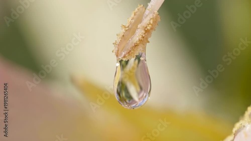 Explore flower petals and pollen in extreme macro view with soft light and shallow depth of field