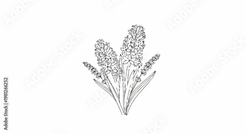 Delicate sketch of a hyacinth flower cluster on a white background