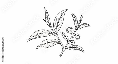 Delicate sketch of a tea plant branch with buds and leaves