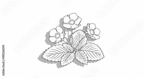 Delicate sketch of three white strawberry blossoms and leaves