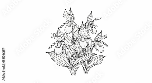 Delicate sketch of lady slipper orchids with striped leaves on white