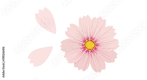 Delicate pink cosmos flower with yellow center and falling petals isolated on a clean white background